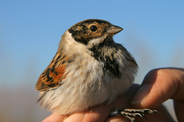 Migliarino di palude (Emberiza schoeniclus)